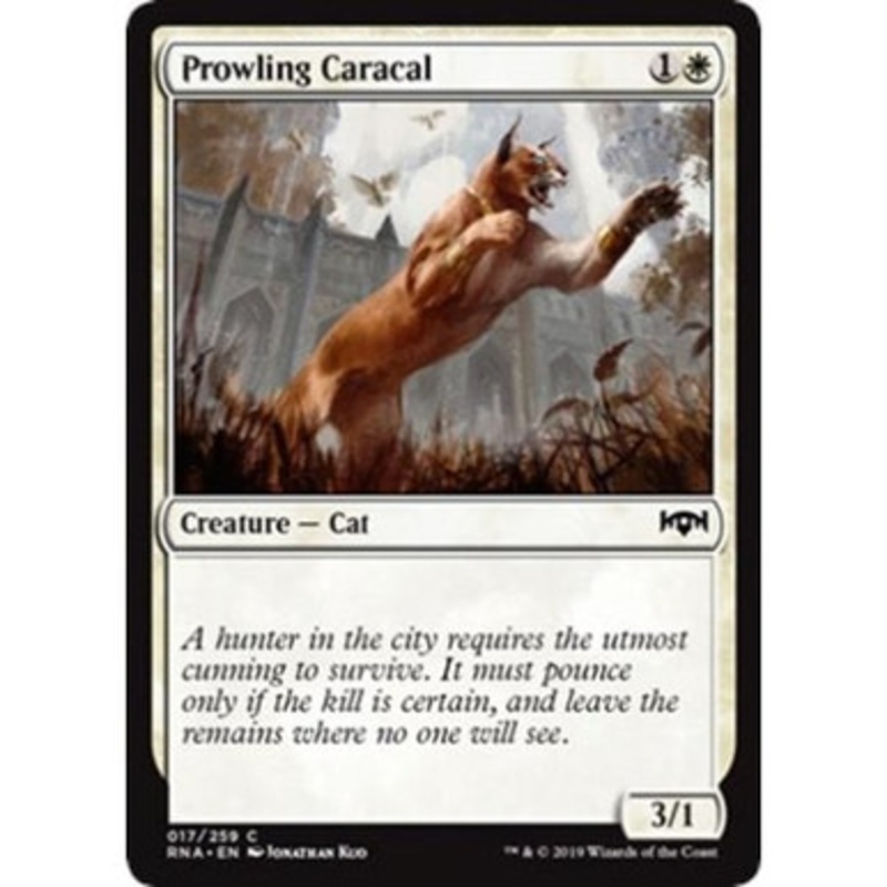 Prowling Caracal