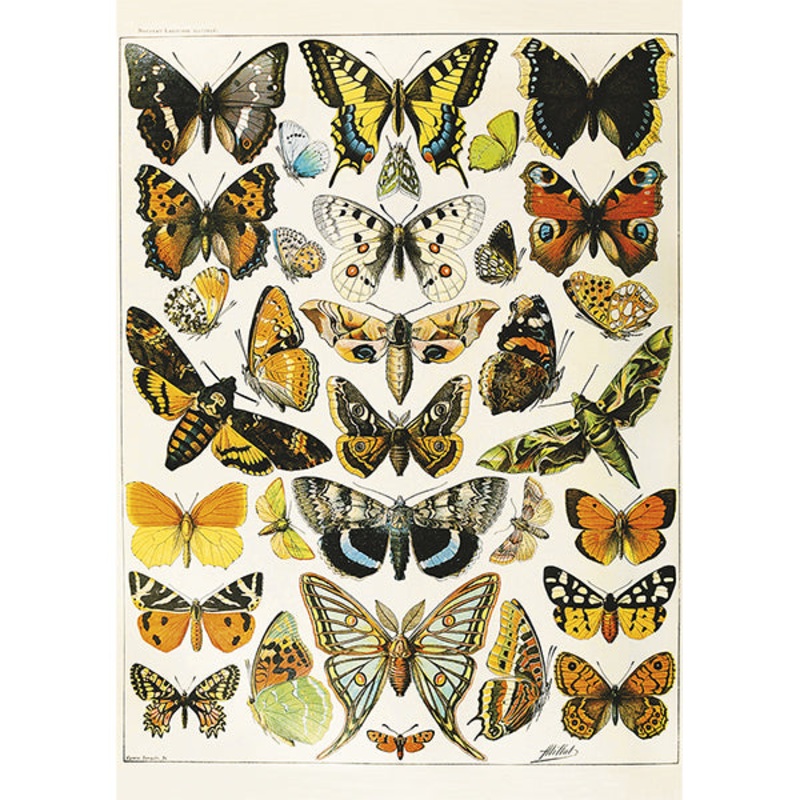 Millot: Butterflies and Moths (1000pc by Piatnik)