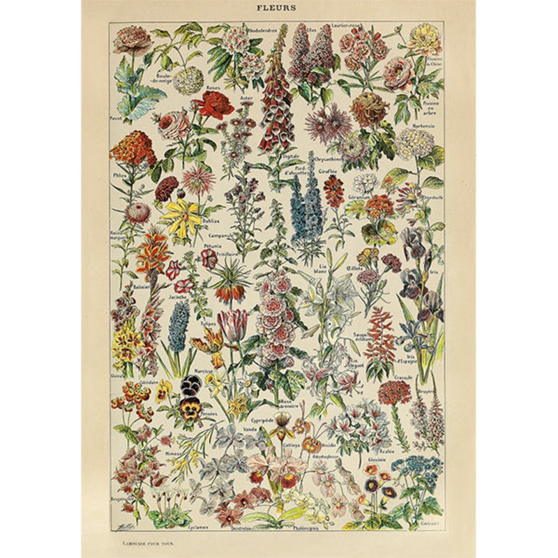 Millot: Fleurs Flowers (1000pc by Piatnik)