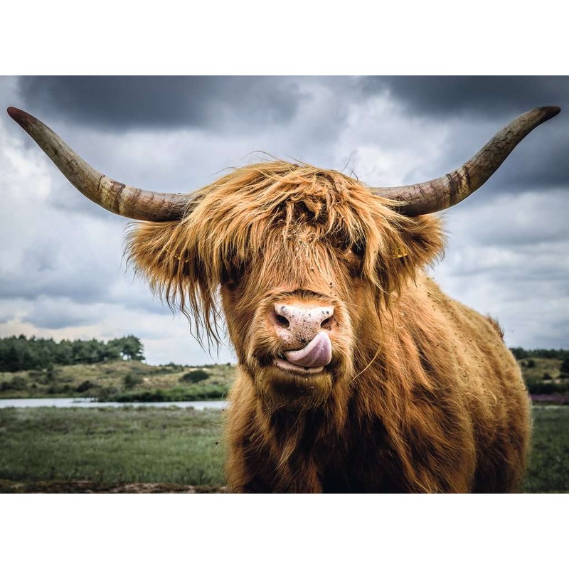 Puzzle Moment: Highland Cattle (300pc)