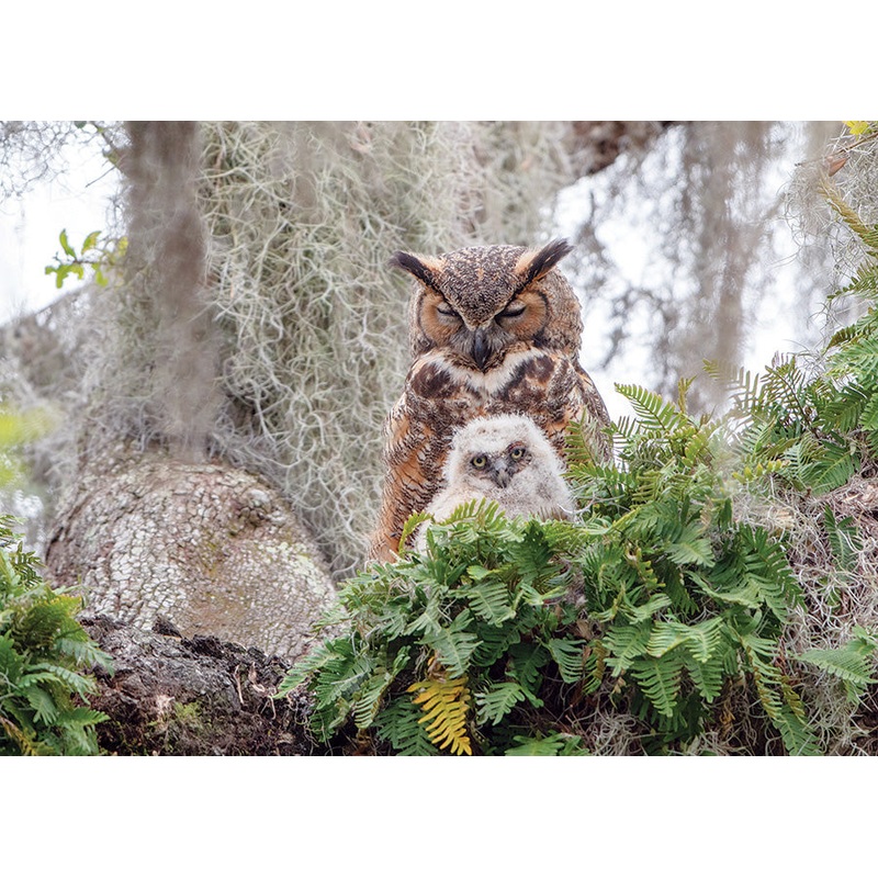 Great Horned Owl