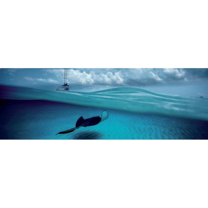 Stingray Panorama (Humboldt) (Heye)