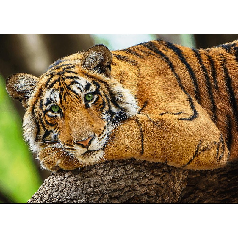 Tiger Portrait