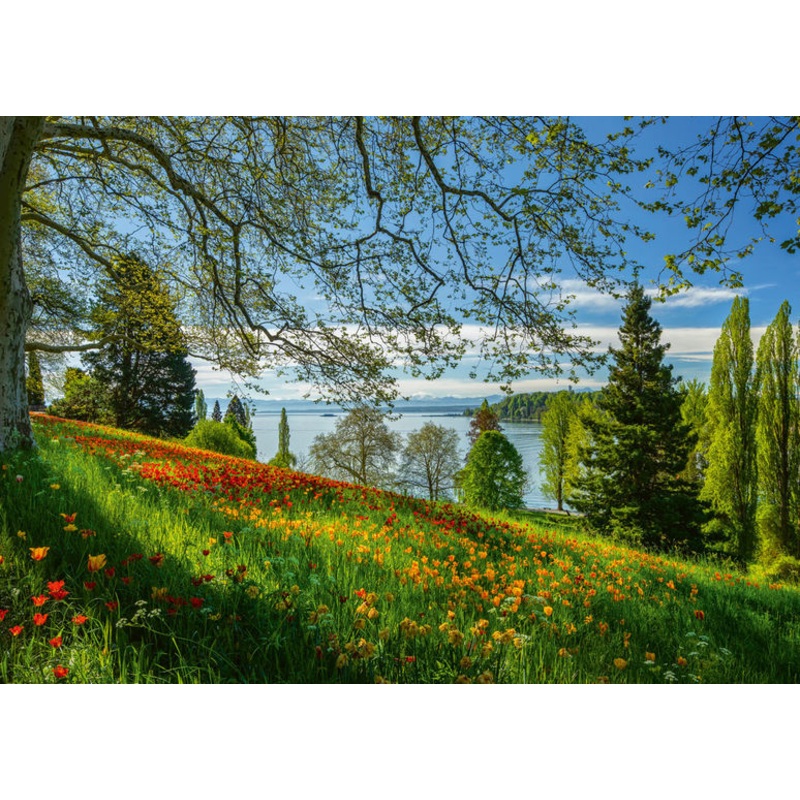 Tulips Flowering, Fruhlingsallee, Mainau Island