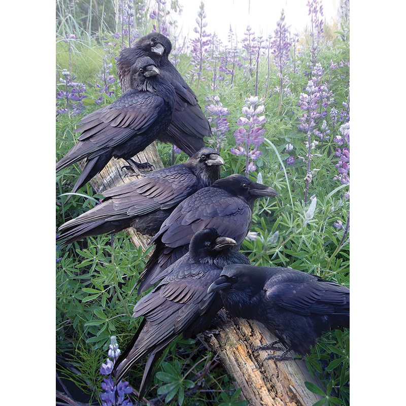 Raven Rendezvous