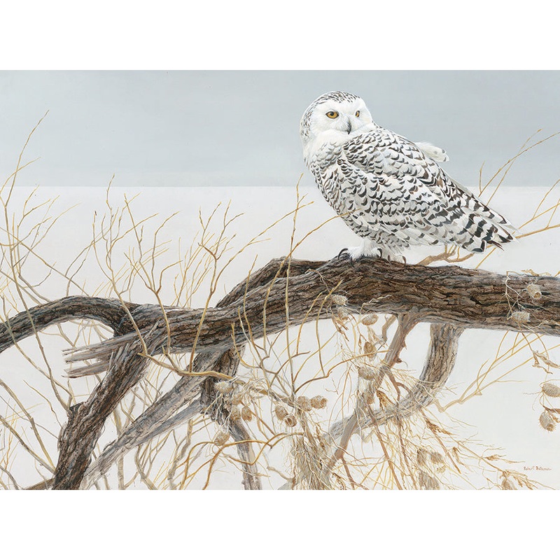 Fallen Willow Snowy Owl