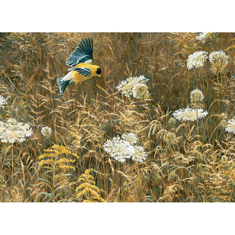 Queen Anne's Lace and American Goldfinch