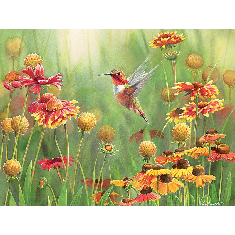 Rufous Hummingbird