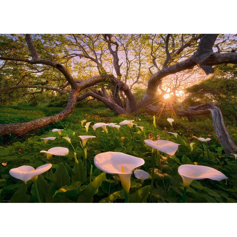Calla Clearing (Heye)
