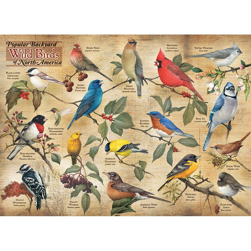 Popular Backyard Wild Birds of North America