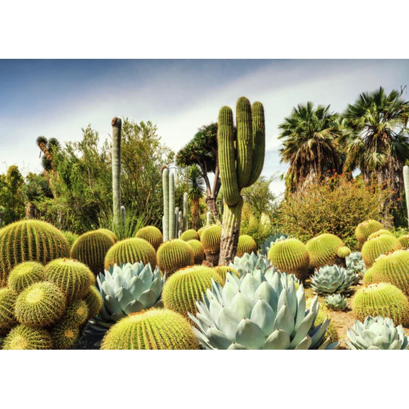 The Huntington Desert Garden, California, USA (Beautiful Gardens collection)