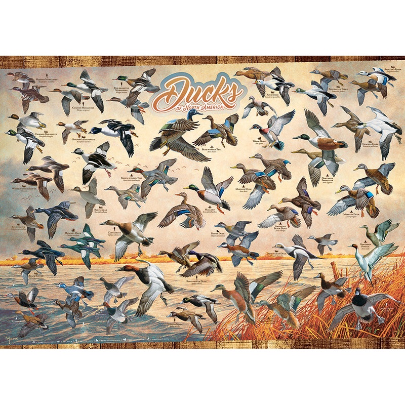 Ducks of North America