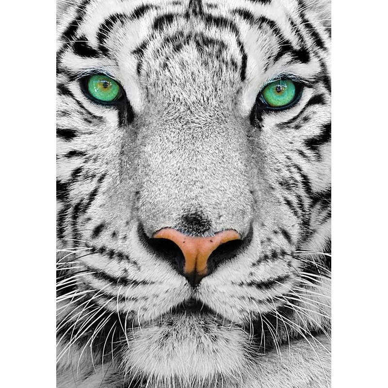 White Siberian Tiger