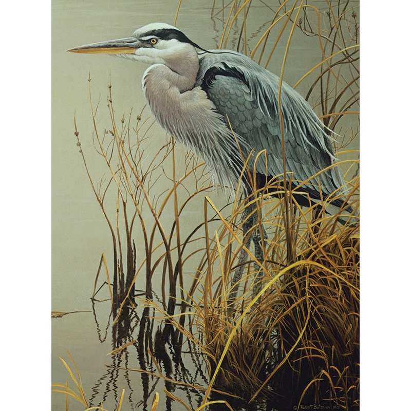 Great Blue Heron