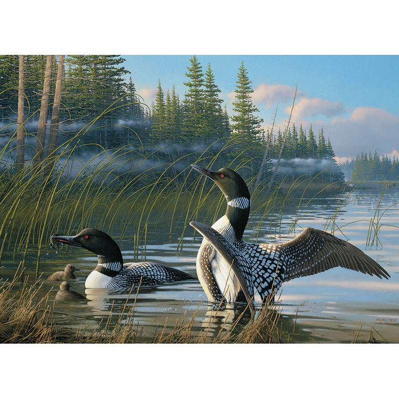 Common Loons