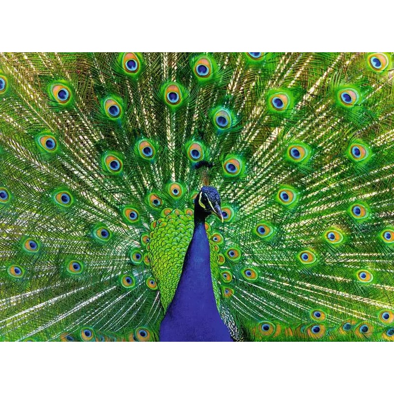 Peacock (500 piece)